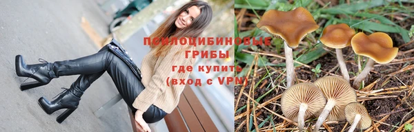 крисы Алзамай